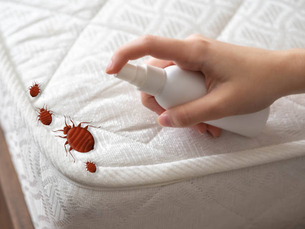 Best Local Pest Control Services  in Trenton, TN